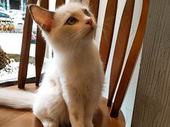 -猫友咖啡店(玉林西路店)