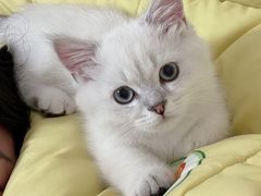 -宠爱国际动物医院· 猫科· 外科·中兽医(长白店)