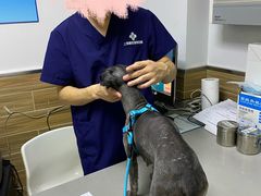 -爱侣宠医·鹦鹉专科·小型哺乳类·异宠专科(灵石路店)