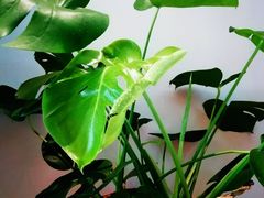 -秦美花卉(天朗·莱茵小城2期店)