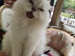 -猫小院猫主题餐厅(南锣旗舰店)