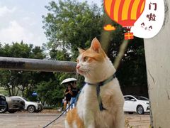 -凯特喵百思猫专科医院
