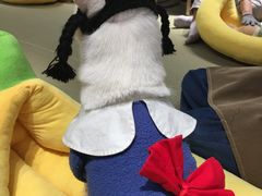 -逗柴咖啡屋·狗咖猫咖宠物桌游