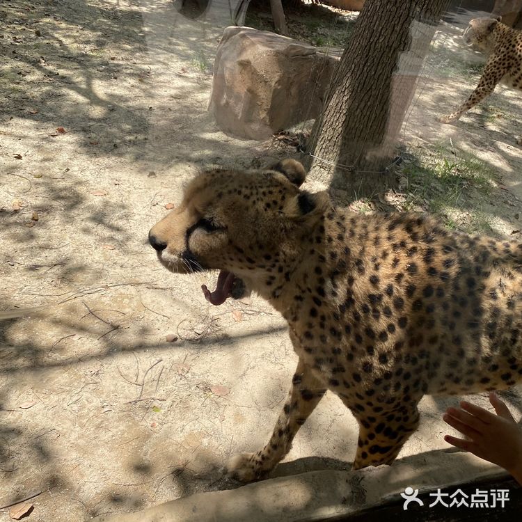 儿童打卡胜地-上海野生动物园