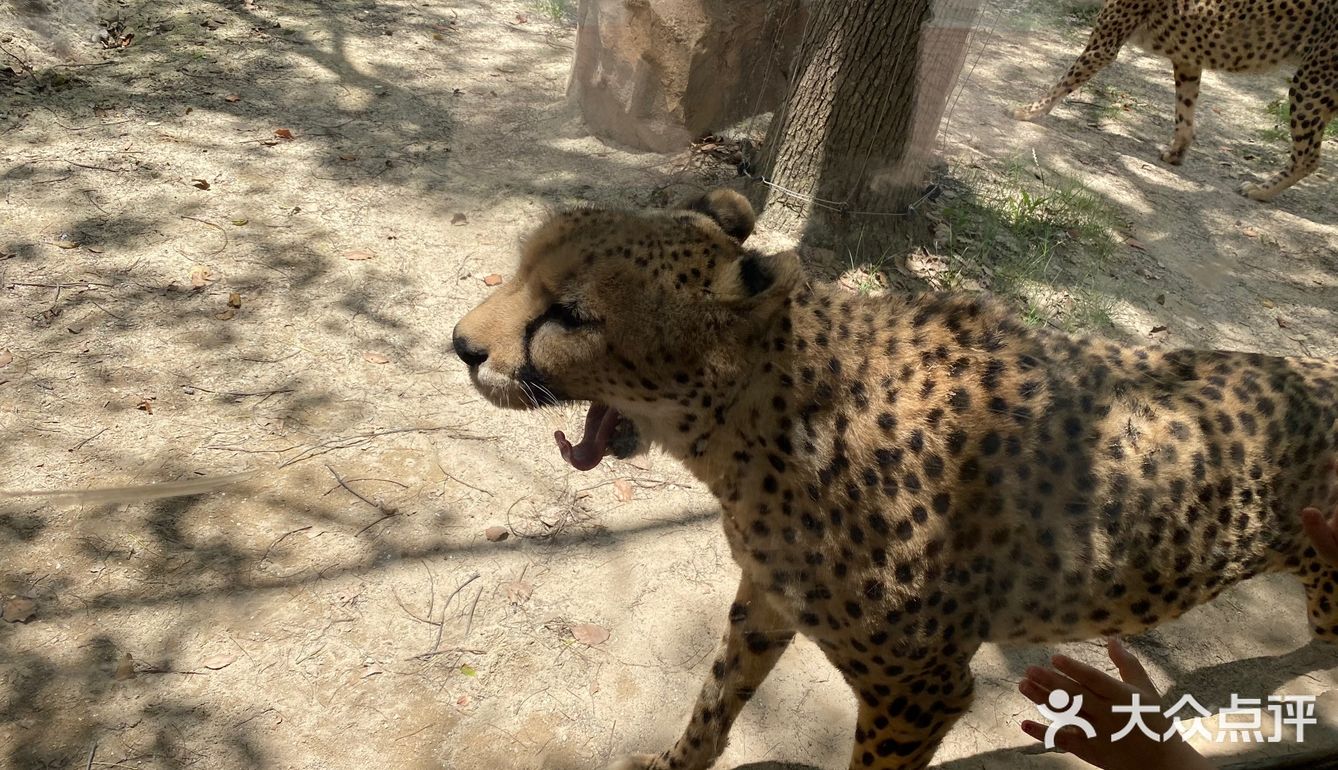 儿童打卡胜地-上海野生动物园