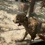 儿童打卡胜地-上海野生动物园