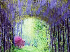 -合肥滨湖国家森林公园