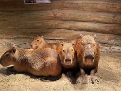 -Zoolung Zoolung动物主题公园(海信广场店)