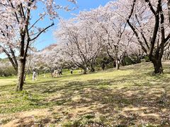 -苏州上方山国家森林公园