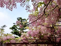 -嘉定紫藤园