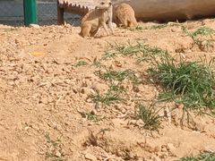 -秦皇岛野生动物园