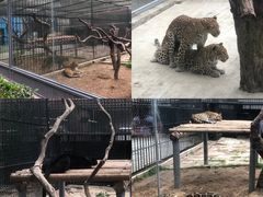 -深圳野生动物园