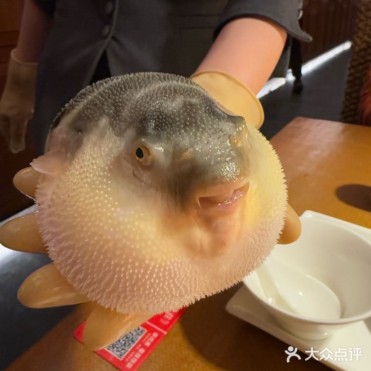 大爱河豚鱼