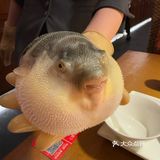 大爱河豚鱼