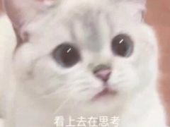 -千代武日本料理(哈西店)