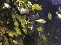 -太平洋海底世界