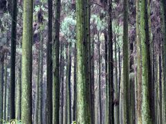 -山王坪喀斯特国家生态公园