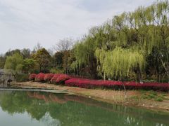 -贡湖湾湿地公园