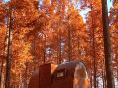 -黄海国家森林公园