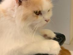 -平行世界·猫咖(首经贸店)