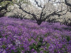 -江苏三台山国家森林公园