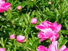 芍药-沈阳植物园