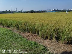 -光明小镇欢乐田园
