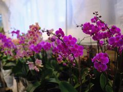 -双季花艺园艺市场(浦东店)