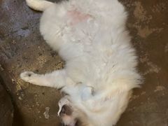-猫猫幼稚园·撸猫·桌游·电玩