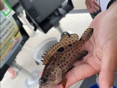 -小猫钓鱼海钓俱乐部(椰梦长廊店)