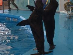 -尼莫海豚馆