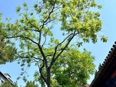 -保定直隶总督署博物馆
