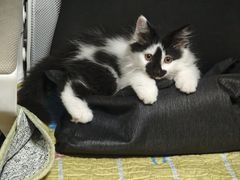 -米苏动物医院·犬猫专科·骨科外科内窥镜