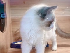 -猫十亿·布偶金渐层·曼基康矮脚猫舍(青年路店)
