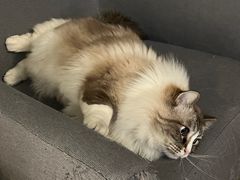 -白兔子密室(长寿路店)