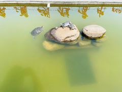 -合肥滨湖国家森林公园