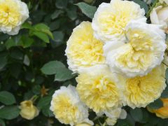 -都江堰玫瑰花溪谷