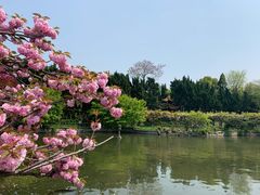 -嘉定紫藤园