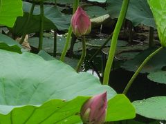 -长春市南湖公园