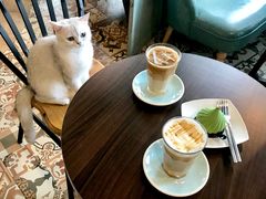 焦糖玛奇朵-共舞时光猫咖·狗咖(新街口店)