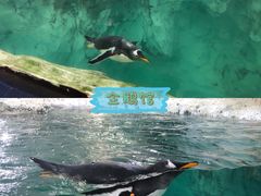 -珠海长隆海洋王国