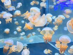 -海合安天津极地海洋公园