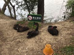 -长兴太湖图影湿地文化园