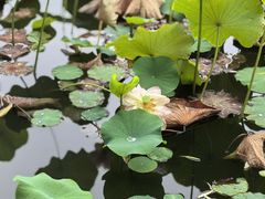-木塔寺遗址生态公园
