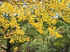 -上海共青森林公园