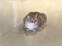 -藏猫猫咖啡主题馆(中央大道店)