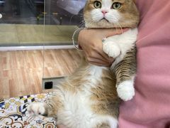 -青奢宠物·青奢猫舍