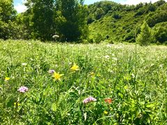 -白草畔自然风景区