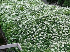 -四川大学(望江校区)