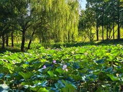 -贡湖湾湿地公园